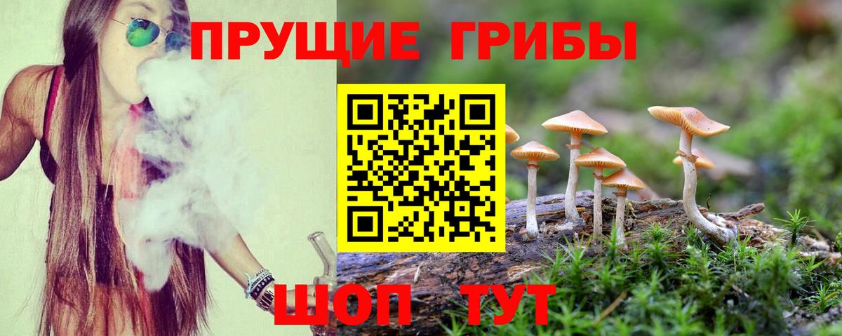 Галлюциногенные грибы Psilocybe Мурино